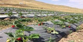 Çaldıranda Doğal Çilek Yetiştiriciliği