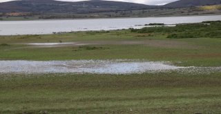 870 Hektarlık Ladik Gölü Kuruma Tehlikesiyle Karşı Karşıya