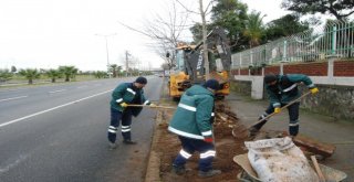 Büyükşehir Belediyesi Ağaçlandırma Çalışmalarını Sürdürüyor