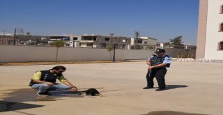 Polislerden Yaralı Köpeğe Şefkat Eli