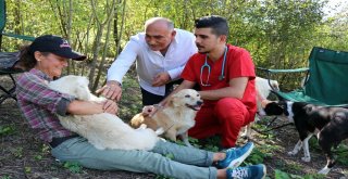 Zonguldaklı İki Aile 120 Sokak Köpeğine Yuva Oldu