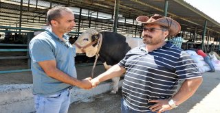 Bir Tonluk Kral Alıcısını Bekliyor