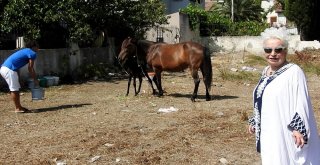 Çeşmeli Hayvanseverin Sahiplendiği Terkedilmiş Hamile At Doğurdu