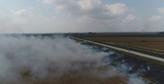 Çukurovada Mısır Hasadıyla Birlikte Anız Yangınları Da Başladı