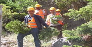 Çam Ağaçları ‘Aşk Tuzağıyla Korunuyor