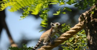 Lemurların Yavru Sevinci
