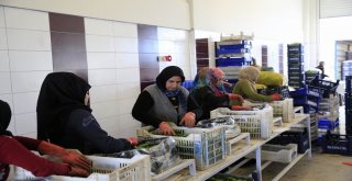 Antalya Toptancı Hali Rekora Doymuyor