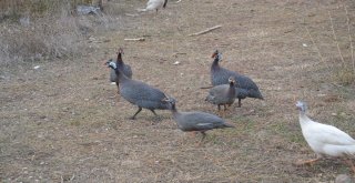 (Özel) Bu Tavuklar Kene Düşmanı