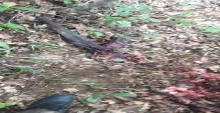 Teröristler Kasaptan Et Çalınca Yakayı Ele Verdi