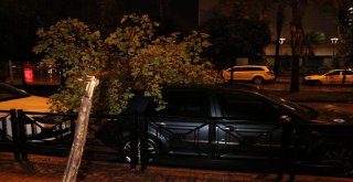 Adanada Fırtına Ağaçları Devirdi, İş Yerlerinin Camları Kırıldı