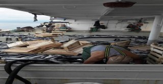 Karadenizden Palamut Fışkırdı