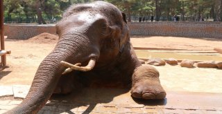 (Özel) Sıcak Havadan Etkilenen Hayvanlar Buzlu Kokteylle Serinletiliyor