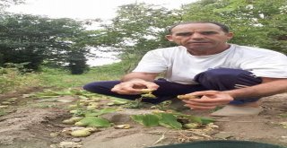 Aydında Ceviz Hasadı Başladı