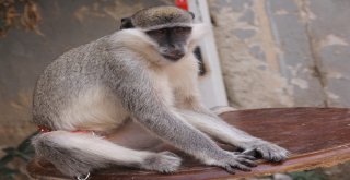 Adıgüzel, Maymununa 1,5 Ay Sonra Kavuştu