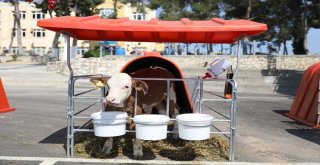 Mersinde Üreticiye Buzağı Barınağı Desteği