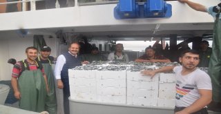 820 Kasa Hamsi Tuttular