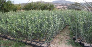 Manisada Arbequina Çeşidi Zeytin Fidanına İlgi Artıyor