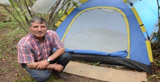 Fındık Patozcuları Sezondan Memnun Değil