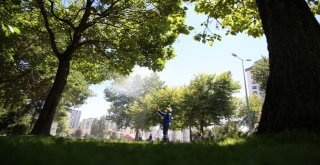 Melikgazide Ağaç Ve Parklarda Sürekli İlaçlama