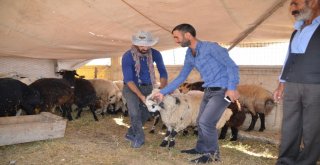 Hayvan Pazarında Yoğunluk Yaşanıyor