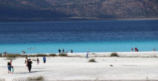 Türkiyenin Yeni Gözdesi Lavanta Ve Salda