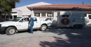 Selçuk Üniversitesinden Avrupa Standartlarında İkinci Hayvan Hastanesi