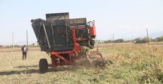 Elazığın Bu Yıl Yeterli Yağış Almaması Pancarda Üretimi Azalttı