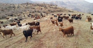 Tiftik Keçisi Koruma Altına Alındı