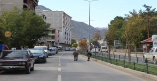 Sahipsiz Eşekler Kazalara Davetiye Çıkarıyor