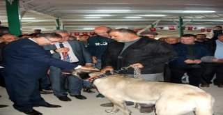 Hayvanlar En Güzel Olmak İçin Yarıştı