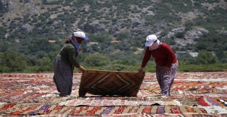 Buğday Tarlası, Halı Tarlasına Dönüştü