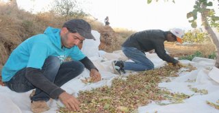 Siirt Fıstığında Yılın İlk Hasadı Başladı