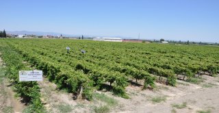 Üzüm Bağlarında Fungal Ve Tane Çatlaması Riski