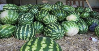 Hatay Karpuzu, Adana Karpuzuna Rakip Oldu