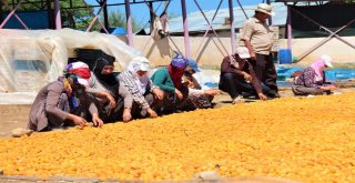 Kayısı, Kadınlar İçin İş Kapısı Oldu
