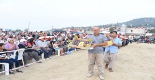 Tarsus İnciri Şölenle Tanıtılacak