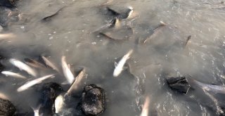Baraj Önünde Sıkışan Balıklar Havasızlıktan Telef Oluyor