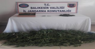 Jandarmadan Uyuşturucu Operasyonu