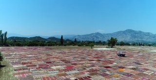 Buğday Tarlası, Halı Tarlasına Dönüştü