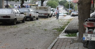 Çankırıda Fırtına Ağaçları Kökünden Söktü