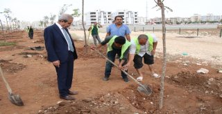 Haliliyede 158 Bin Ağaç Toprakla Buluşturuldu