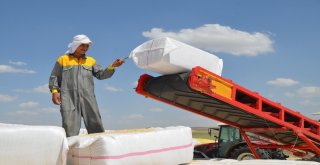 Muşlu Çiftçiden Abdye Dolar Tepkisi