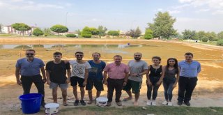 Paüde Balıklar Korumaya Alındı