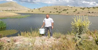 Göletlere 110 Bin Yavru Balık Bırakıldı