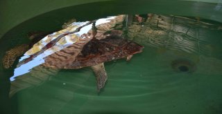 Deniz Kaplumbağalarına Yerli Ve Yabancı Turist İlgisi