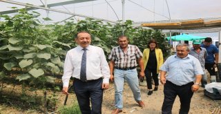 Sarı Ve Sayandan Seralarda İnceleme