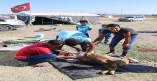 (Özel Haber) Urfalı Tarım İşçilerinin Çadırda Kurban Kesimi