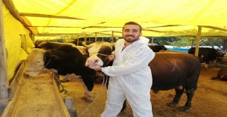 (Özel) Genç Avukat, Kurban Satış Alanında Satıcılık Yapıyor