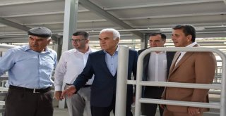 Nallıhanda Canlı Hayvan Pazarı Açıldı