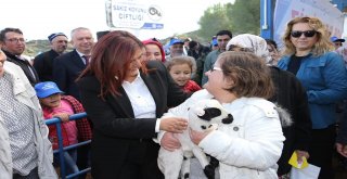Aydın Büyükşehir Belediyesi 70 Aileye Sakız Koyunu Hibe Etti